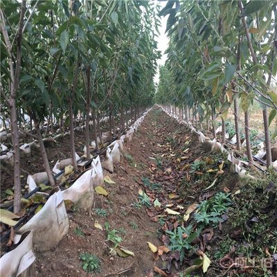 新中苗木三年生嫁接樱桃苗 盆栽地栽皆宜，南北方均可种植当年结果