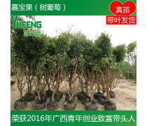 果香满园 果树种植技术与产品库管理全解析