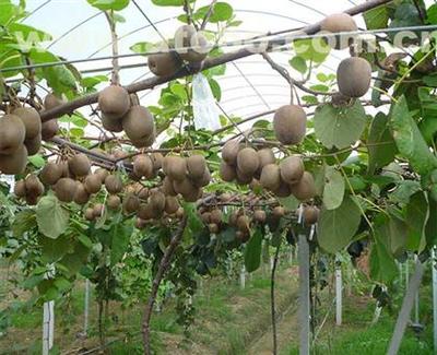 长丰县顺丰果树种植专业合作社 专业果树苗基地，品质种苗供应商