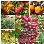 枳壳苗品种全览与高清图鉴 助力果树种植的科学选择